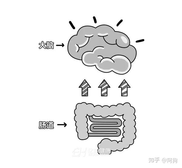▍参与调控大脑发育,应激反应,焦虑,抑郁,认知功能等中枢神经系统活动