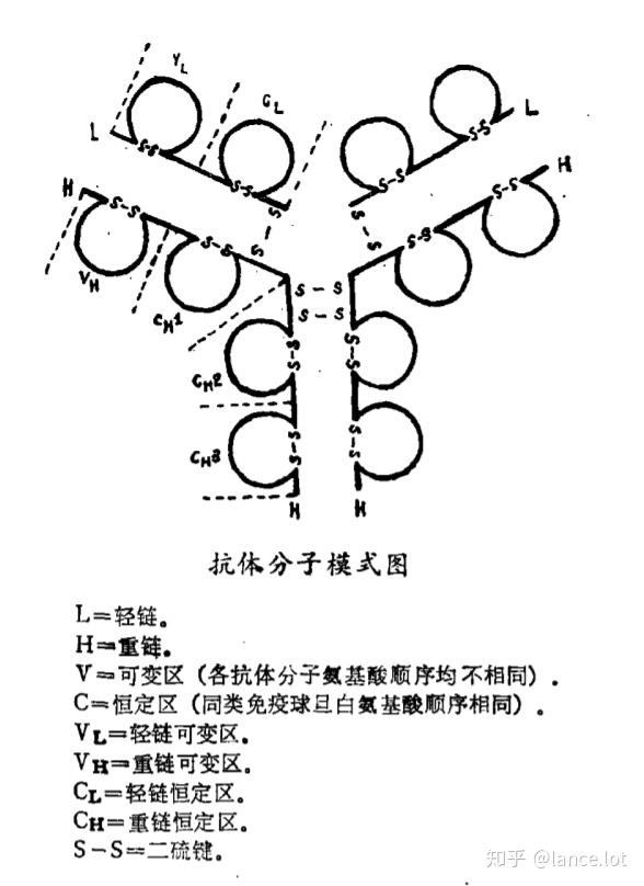 所有抗体或免疫球蛋白的基本结构都是由4条多肽链组成,两两相同:两条