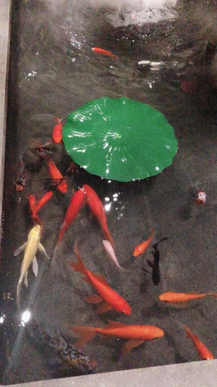 水中鱼雾上莲