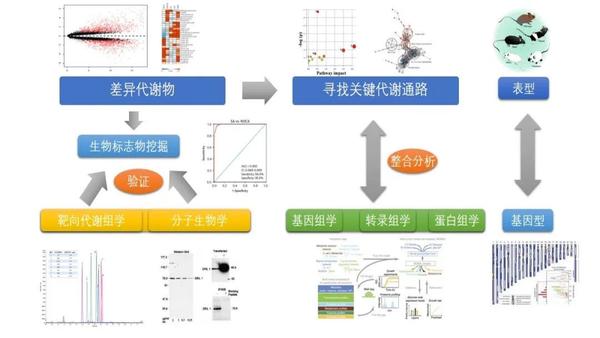 代谢组学技术gcms非靶向代谢组学原理及应用