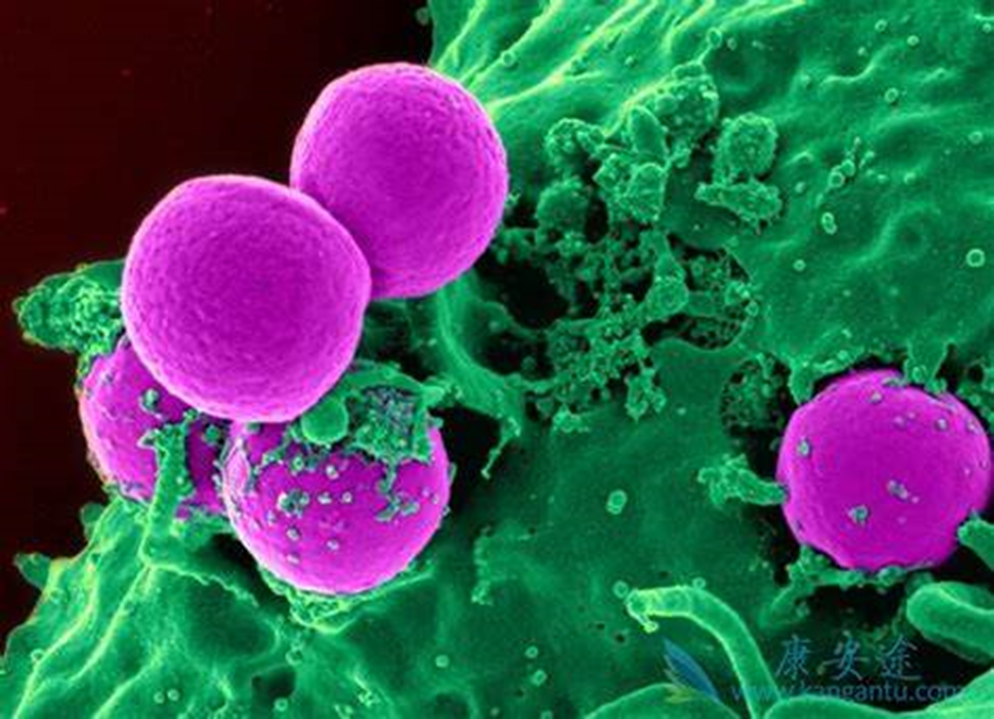 nature髓系恶性肿瘤克隆进化的单细胞突变分析