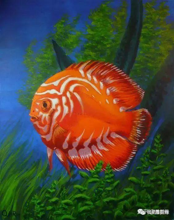 海底七彩神仙色彩斑斓美翻了