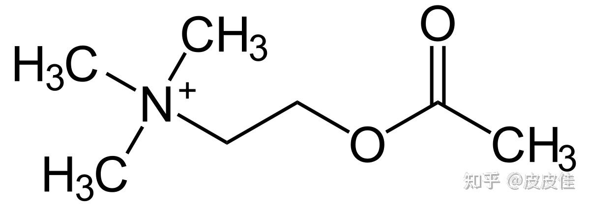 神经科学诺奖史6乙酰胆碱的故事