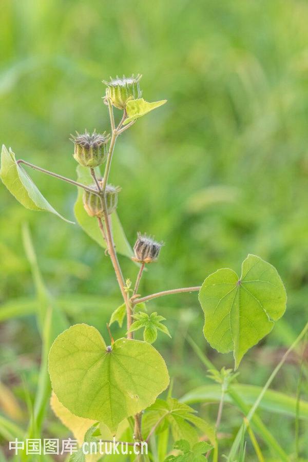 这种北方农村常见的野生植物叫什么呢?