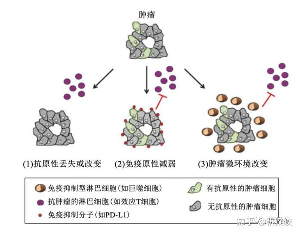 而肿瘤抗原特异性的方法主要是各种肿瘤疫苗和过继性免疫细胞治疗