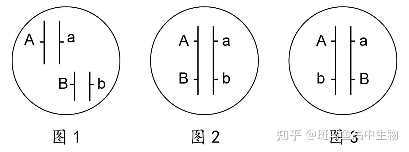 一对同源染色体上可以有控制两对相对性状的等位基因吗像是aabb