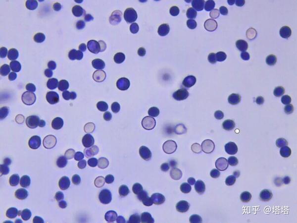 motic微观实验教程酵母菌观察