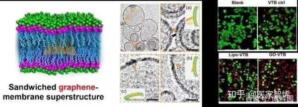 清华大学中科院重磅夹层石墨烯开辟膜特异性药物传递 知乎