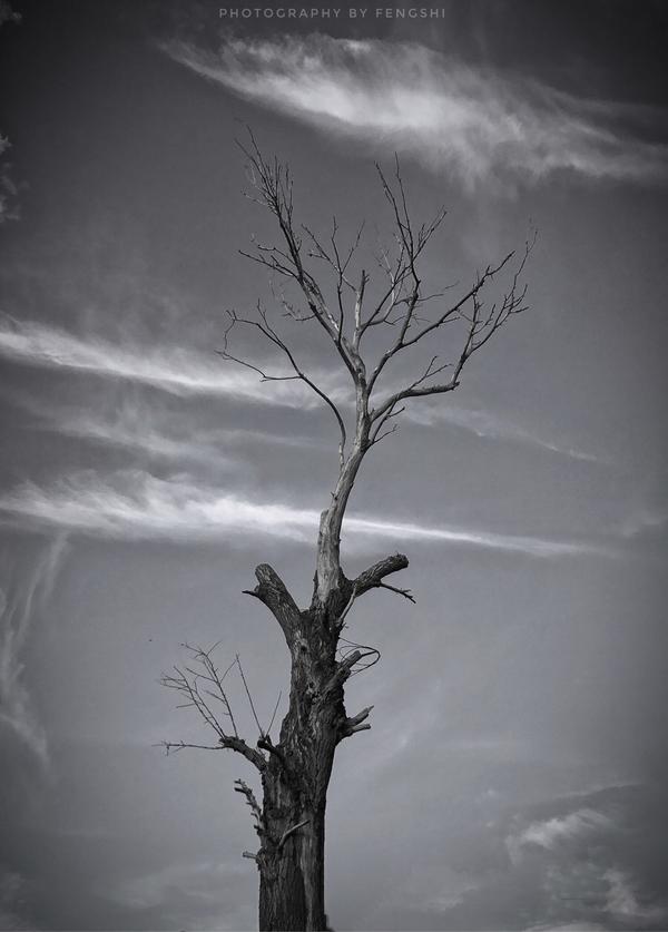 老家的一棵树 自从抑郁症严重以后就喜欢黑白照…… 业余摄影,器材