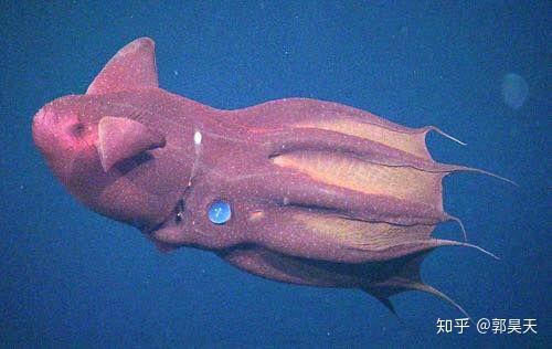 大王酸浆鱿乌贼图片