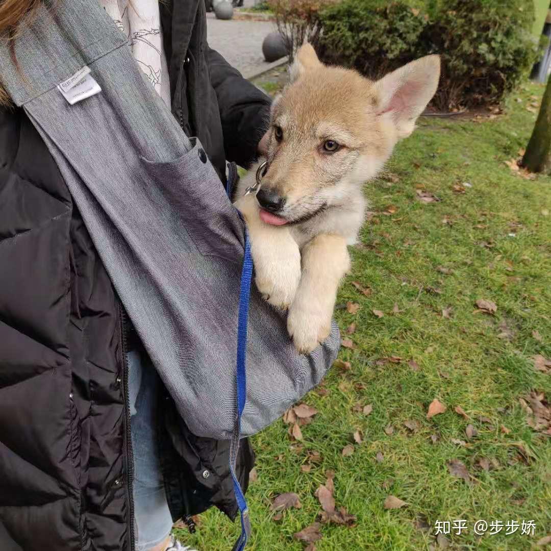 捷克狼犬到底是什么样的狗狗