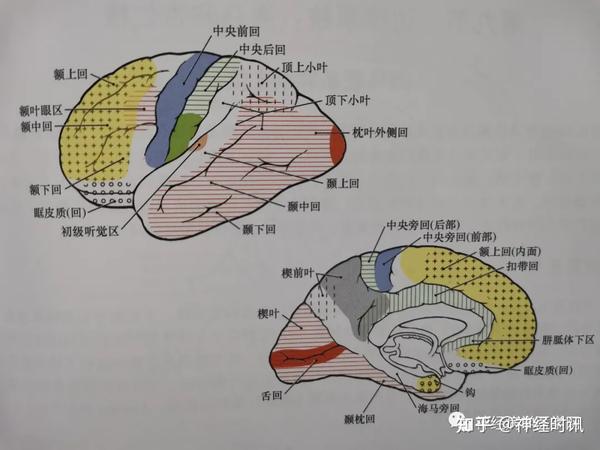 神经解剖:病损表现及定位诊断【局部精讲】