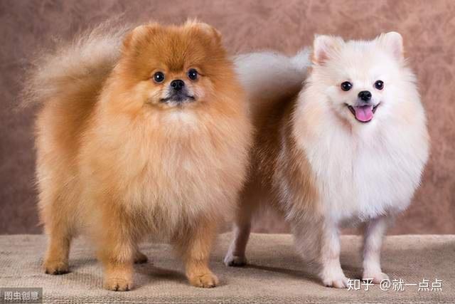 原来博美犬有两种英系博美和美系博美你更爱哪一个