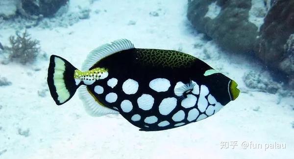 clown triggerfish 花斑拟鳞魨 (俗称:小丑炮弹,小丑魨)