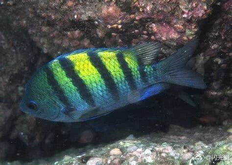 漂浮的马尾藻很多海洋生物的家园作者达达