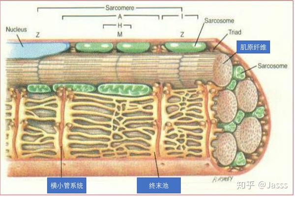 骨骼肌1肌原纤维