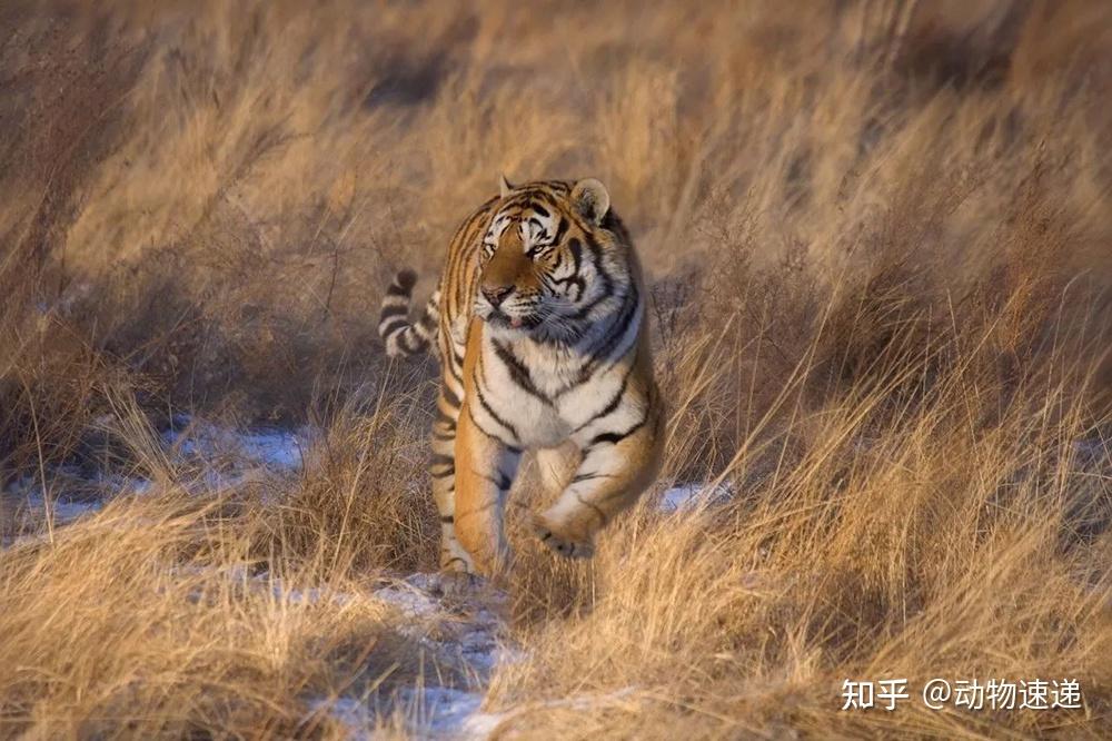 东北亚林子里的三王争霸熊和虎势均力敌狼遭单方面屠戮