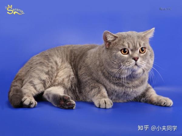 英短毛色大全集斑纹篇