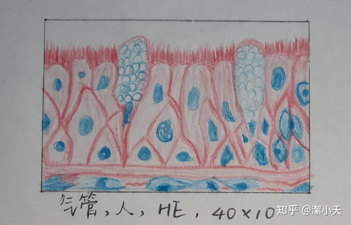 单层柱状上皮单层立方上皮1.