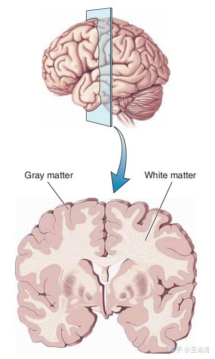 白质和灰质.人类大脑切开后的白质灰质.