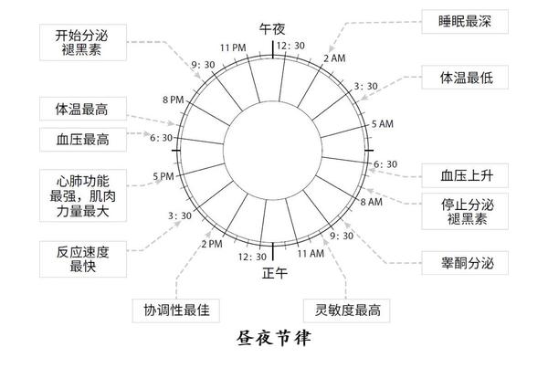 昼夜节律