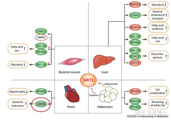 sirt1激活心脏中的内皮细胞一氧化氮合酶,从而增加心脏对于缺血的抵抗