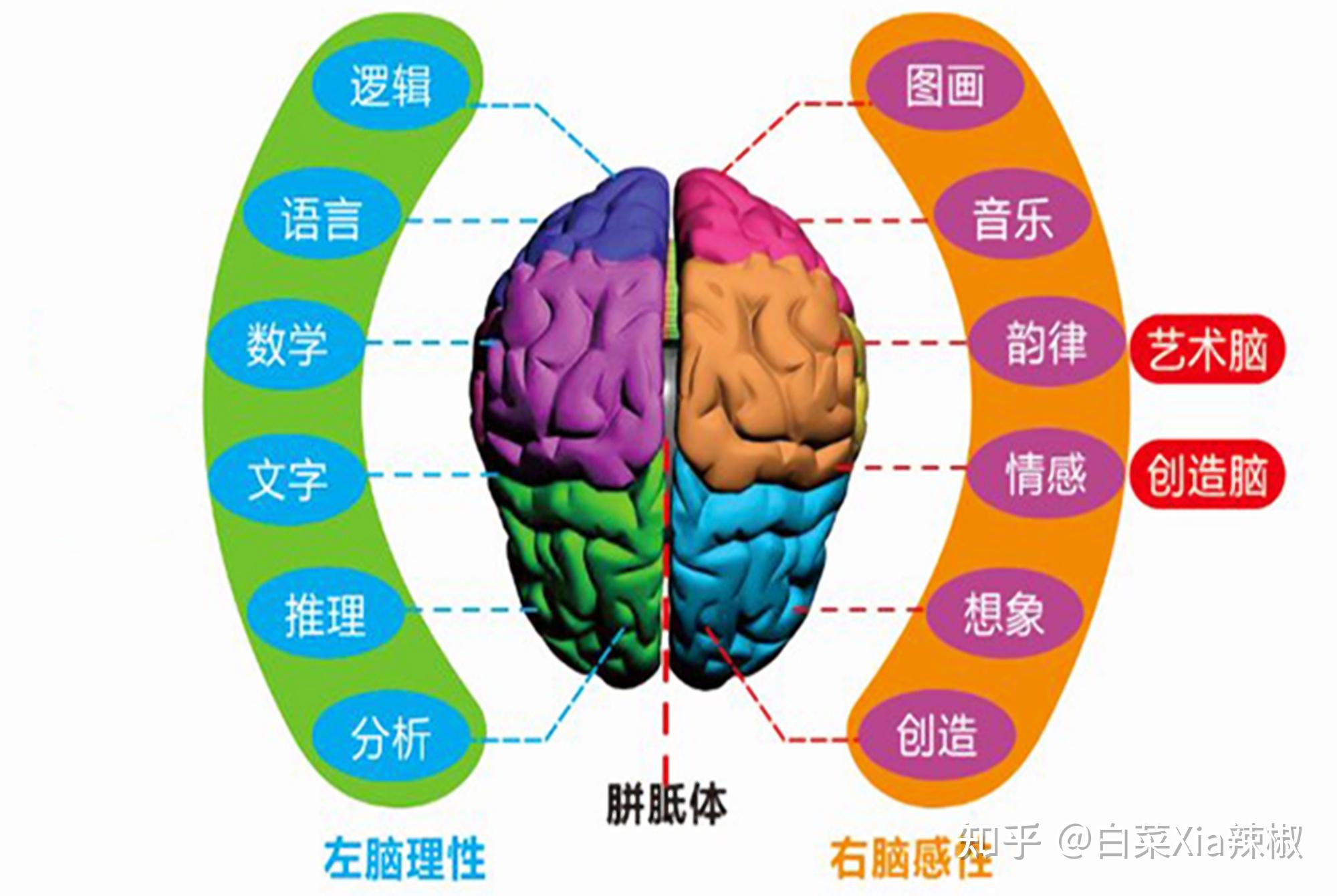 真的存在右脑人与左脑人吗 知乎