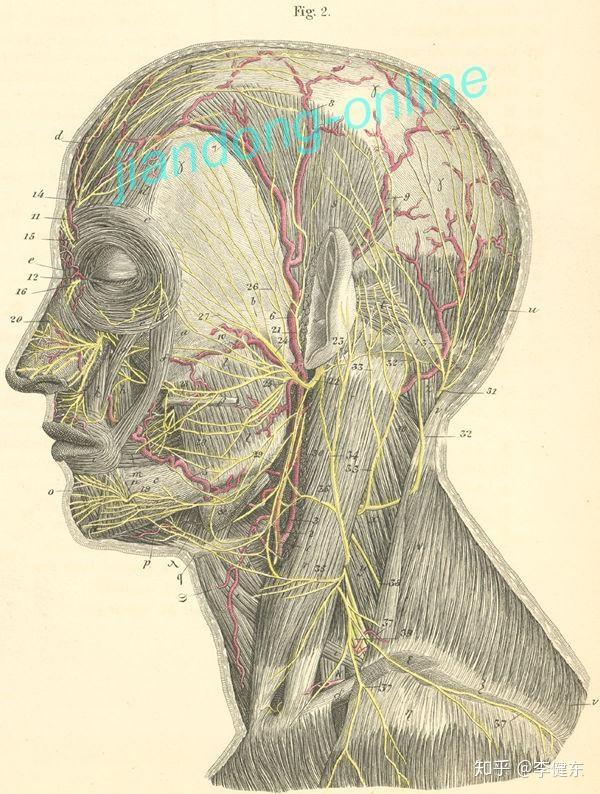 周围性面瘫——面神经应用解剖