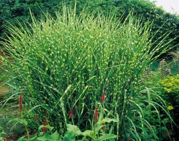 芒草之中国芒8大品种