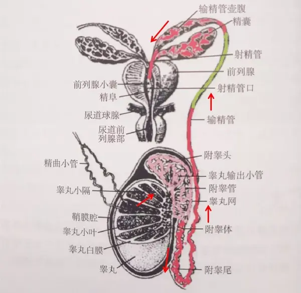 精子的正常排出 睾丸产生精子以后,通过睾丸内的小管将精子输送到附睾