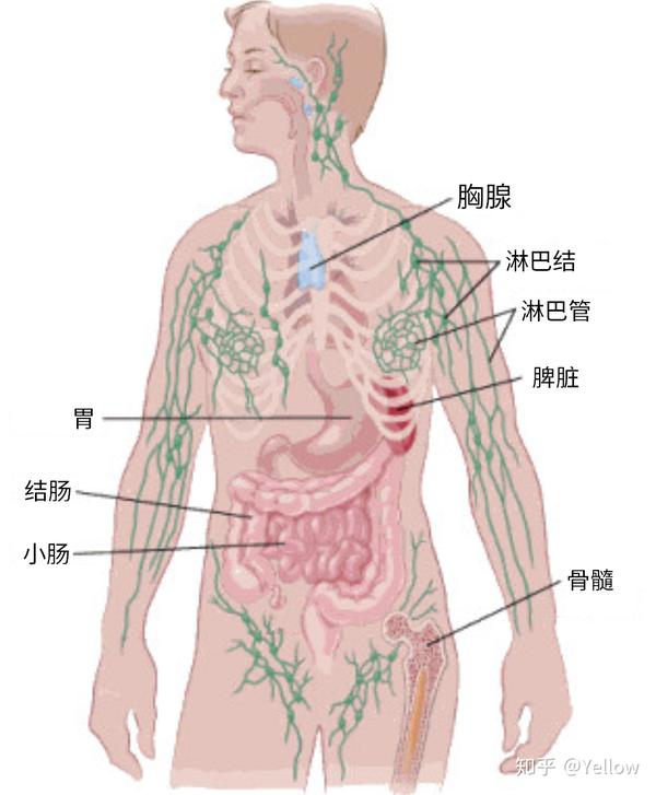 什么是淋巴结,淋巴结和癌症有什么联系