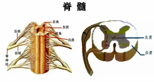 灰质和白质的功能是不一样的,灰质是神经中枢,起支配作用,包括脊髓