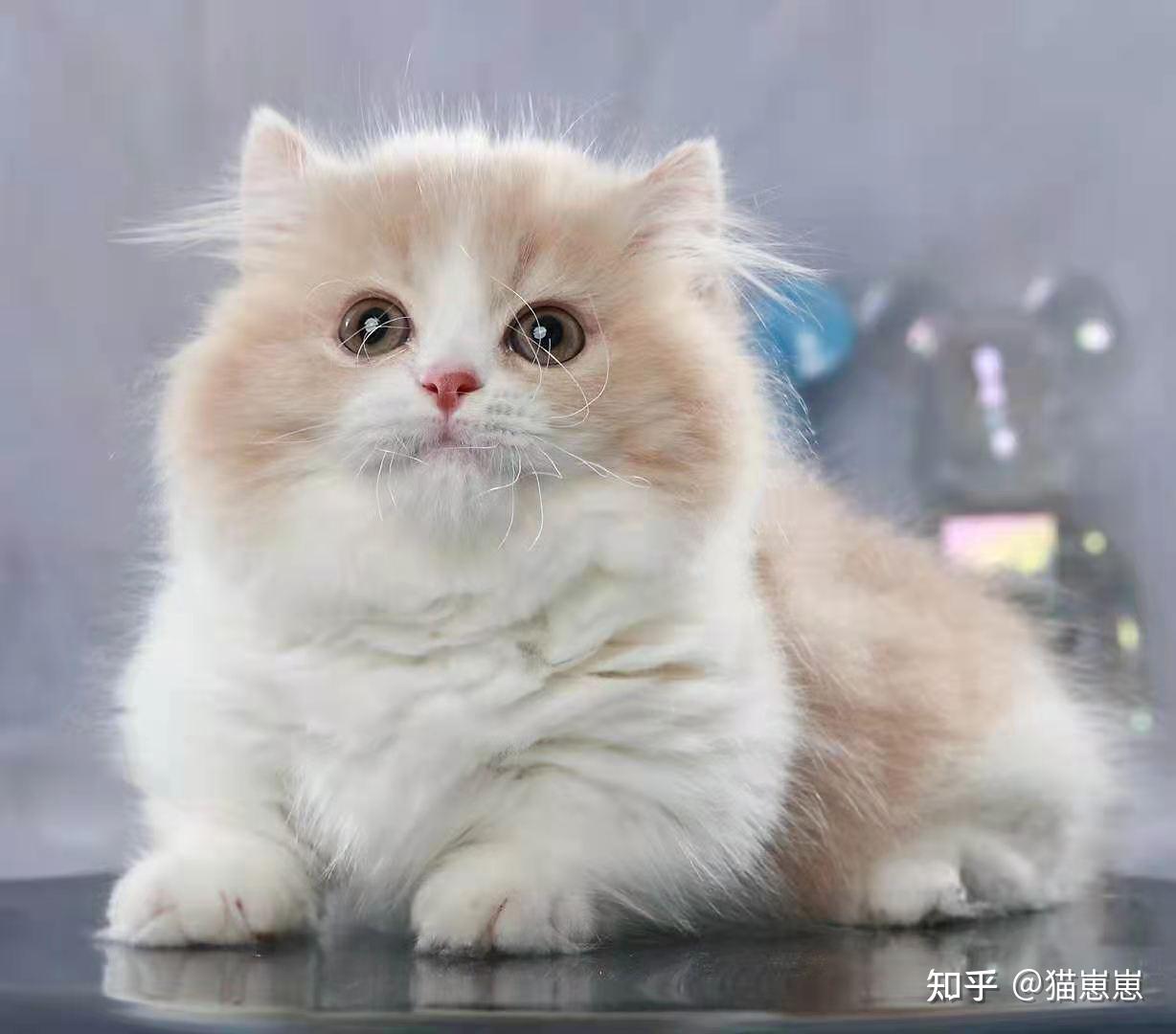 拿破仑猫图片大全拿破仑猫壁纸来了