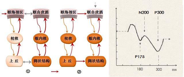 大脑工作机制(48):(续完)——事件相关电位(erp)对应的神经环路工作