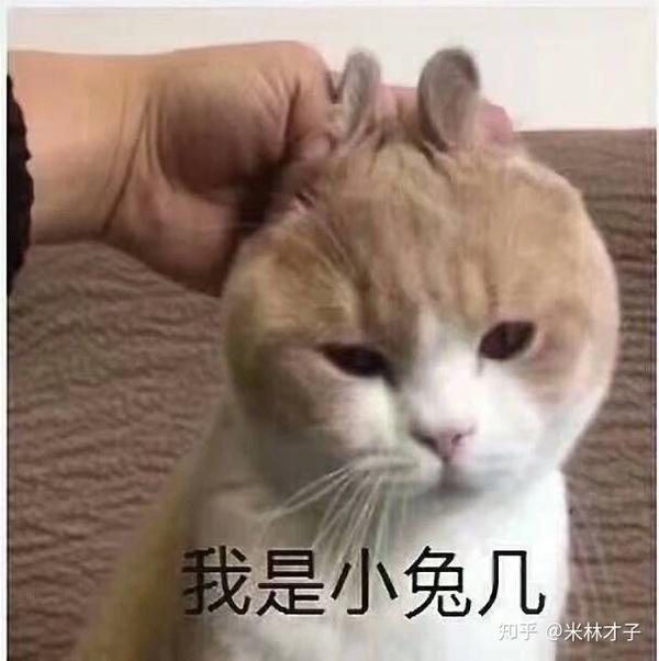 为什么很多知乎用户喜欢使用猫咪的表情包?