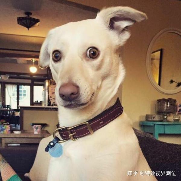 有哪些让你欲罢不能的沙雕头像?