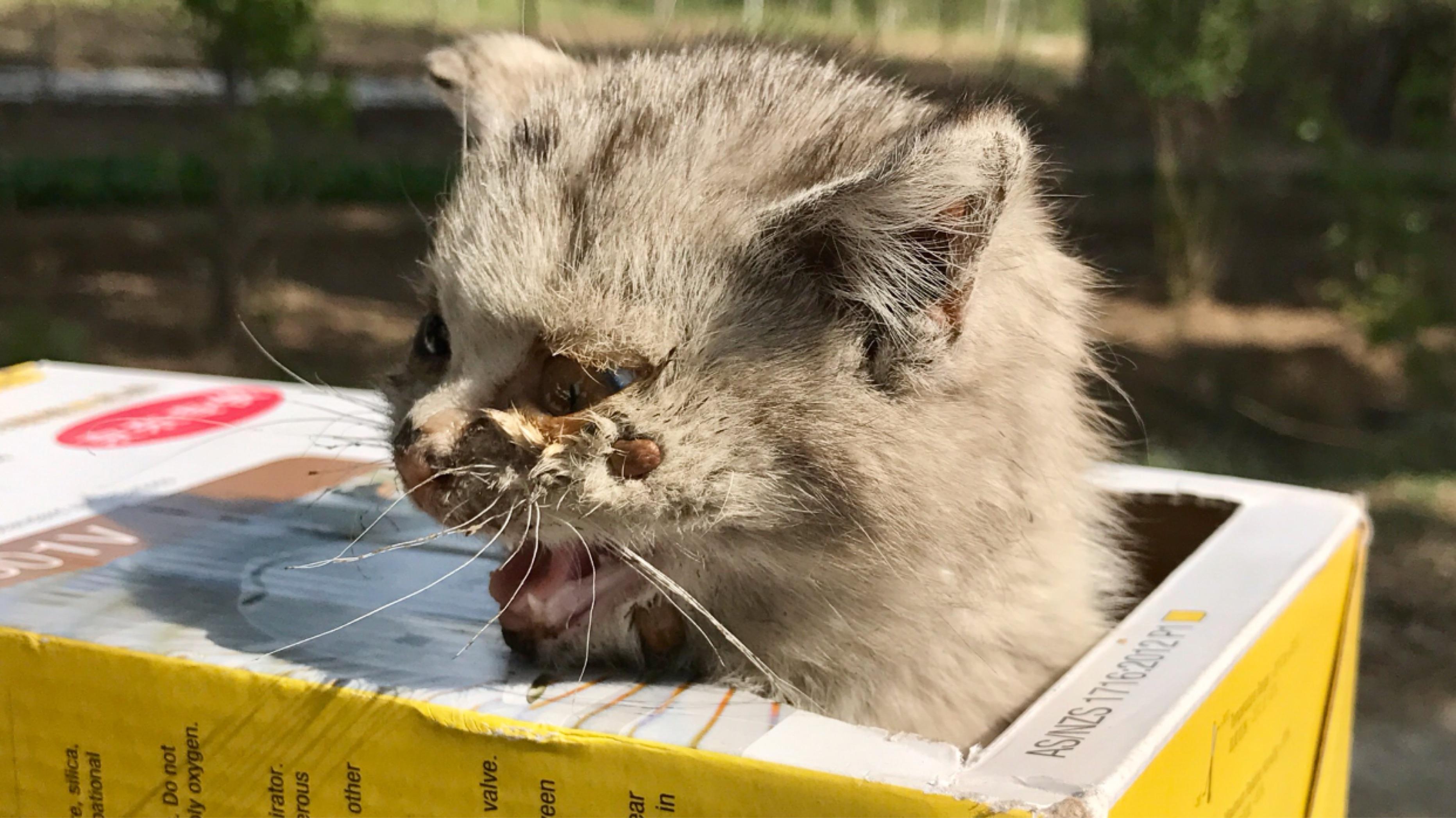 和我家三花猫的初次相见:当年的她满脸蜱虫跟着我走了五公里 www.