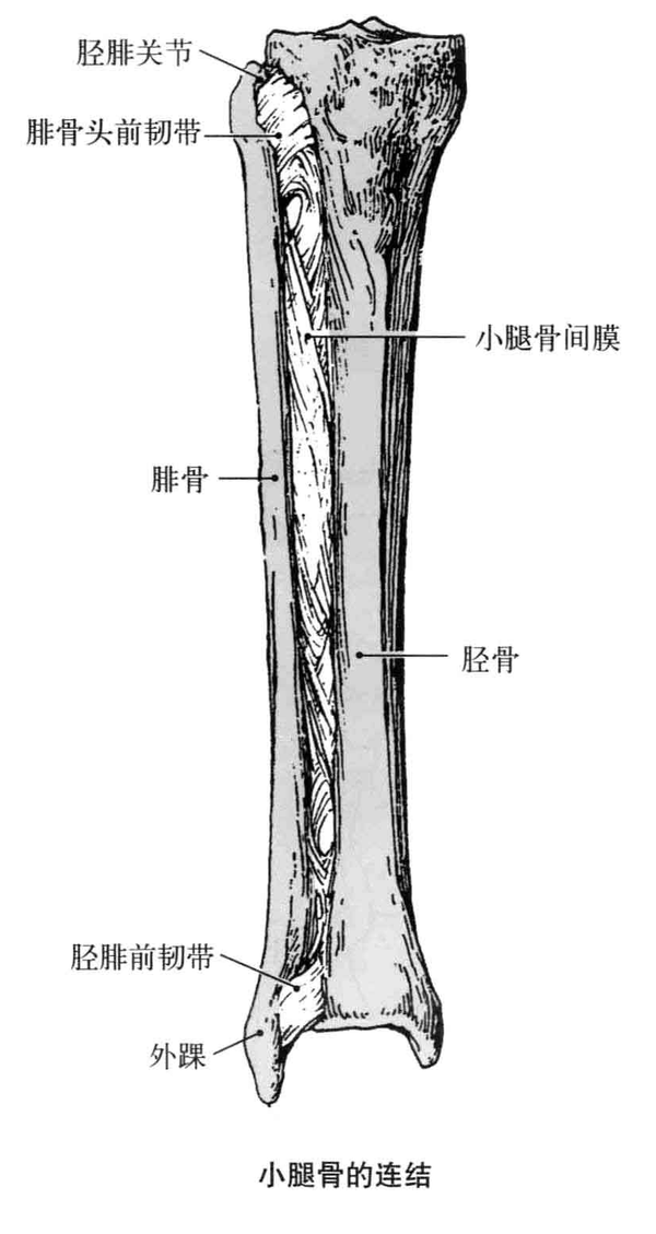 小腿骨连接(胫骨和腓骨的连接)