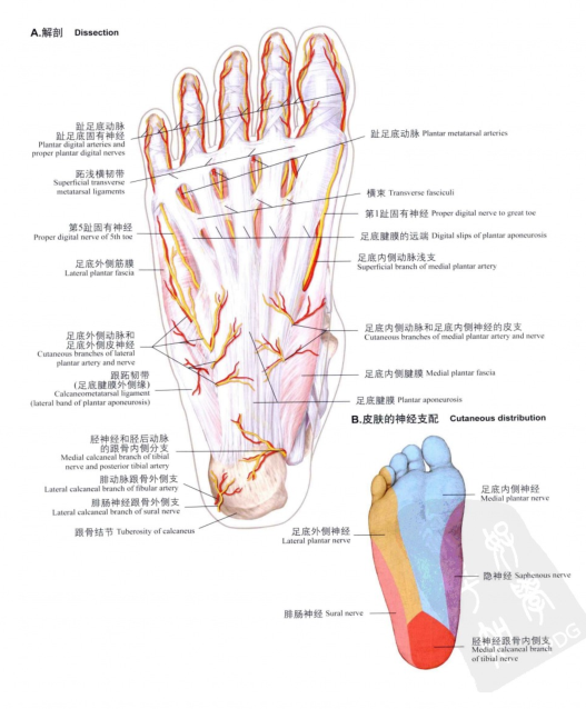 知乎