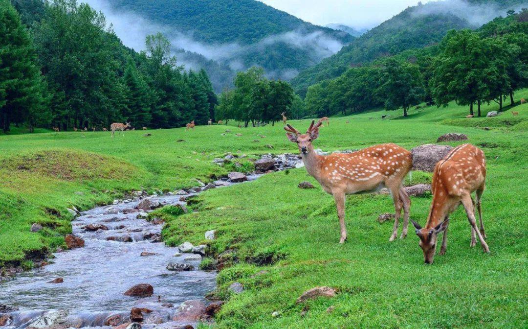 ▼蓄花草树木之精华,与野生鹿并无二致大密林中徜徉,常年集山川大地之