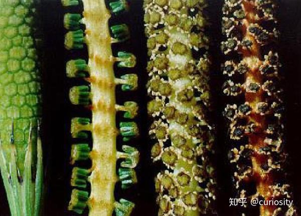 生于孢子叶背面(远轴面),多具有孢子囊群盖 另外,裸子植物,蕨类植物和