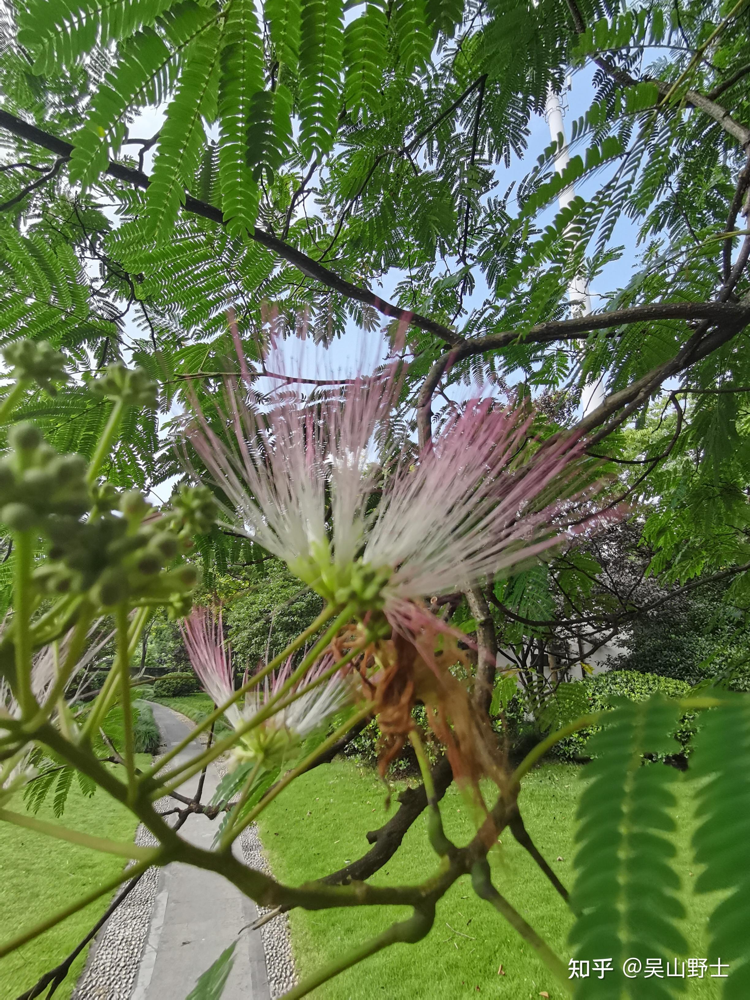 七绝合欢花平水韵