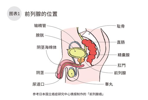 前列腺是男性生殖器官的一部分,位于膀胱下,直肠前,形状如栗子,包