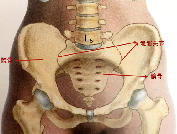 骶髂关节是一个滑膜关节,由骶骨和左右髂骨组成,是人体最大的连接枢纽