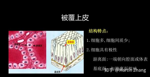 组织学中,游离面和基底面如何区分辨别?