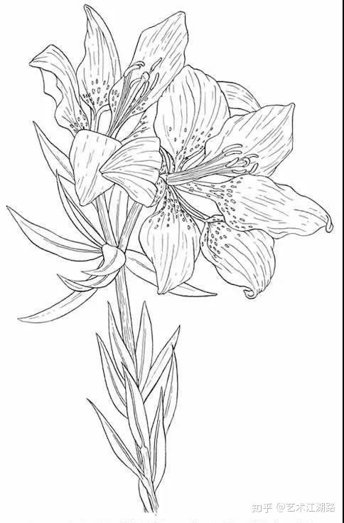 植物画花卉线稿,可临摹
