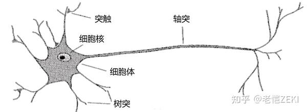 总结 从逻辑回归到单神经元 人类的神经元拥有树突和轴突,可以分别