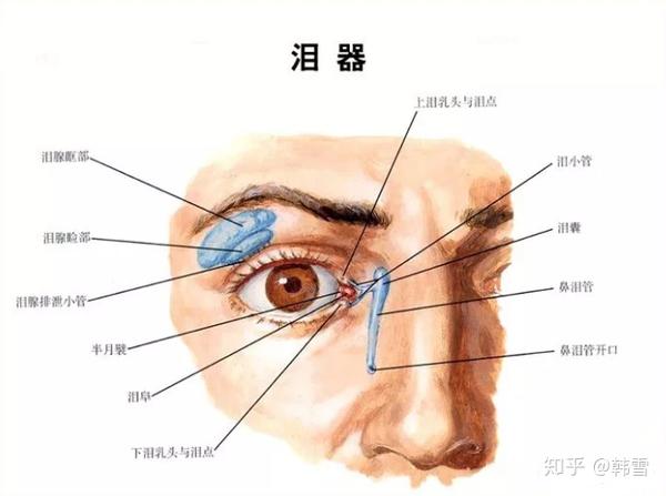 眶周的部分解剖