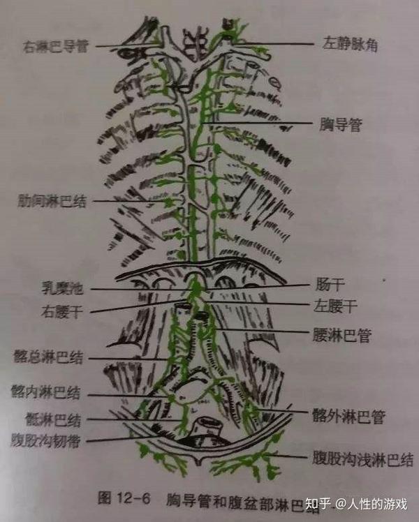 新型冠状病毒284:浆细胞的分泌方式,法氏囊,记忆细胞