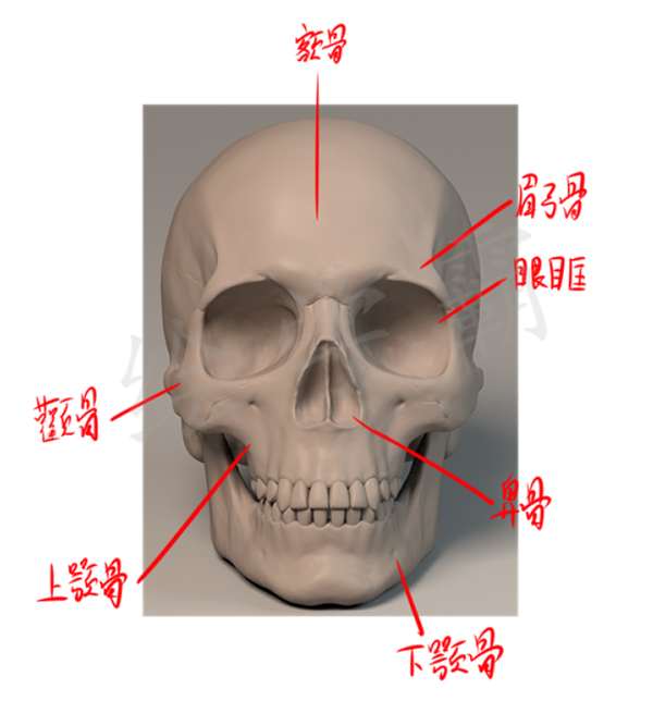额骨,眉弓骨,眼眶,颧骨,鼻骨,上颚骨,下颚骨,后面还有个后脑勺
